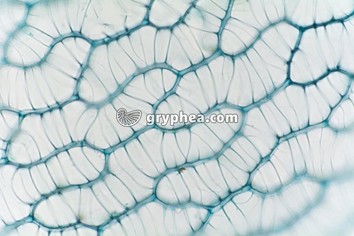 Tourbe - Feuille de Sphaigne dans un échantillon de tourbe (détail) x100 - gryphea.org